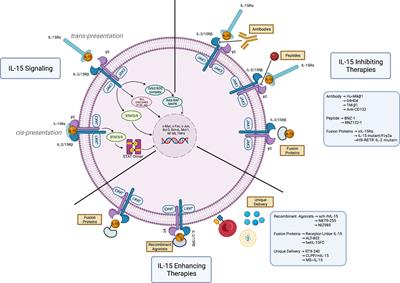 Frontiers The Role Of Interleukin In The Development And Treatment